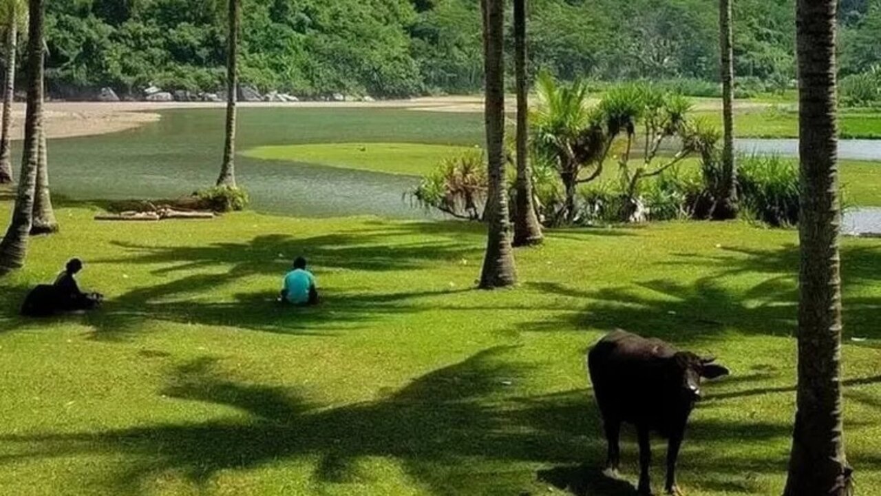 Fakta Unik Pantai Kebo: Ada Kerbau Hingga Savana